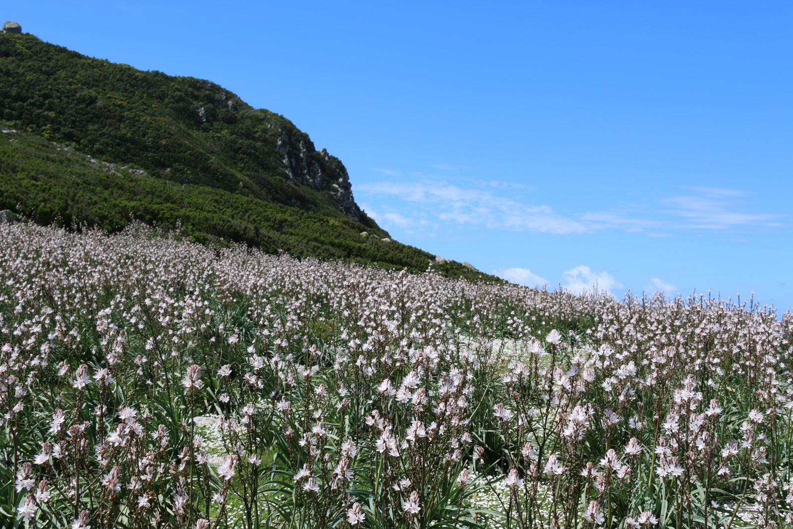 Fioritura di asfodeli lungo i sentieri