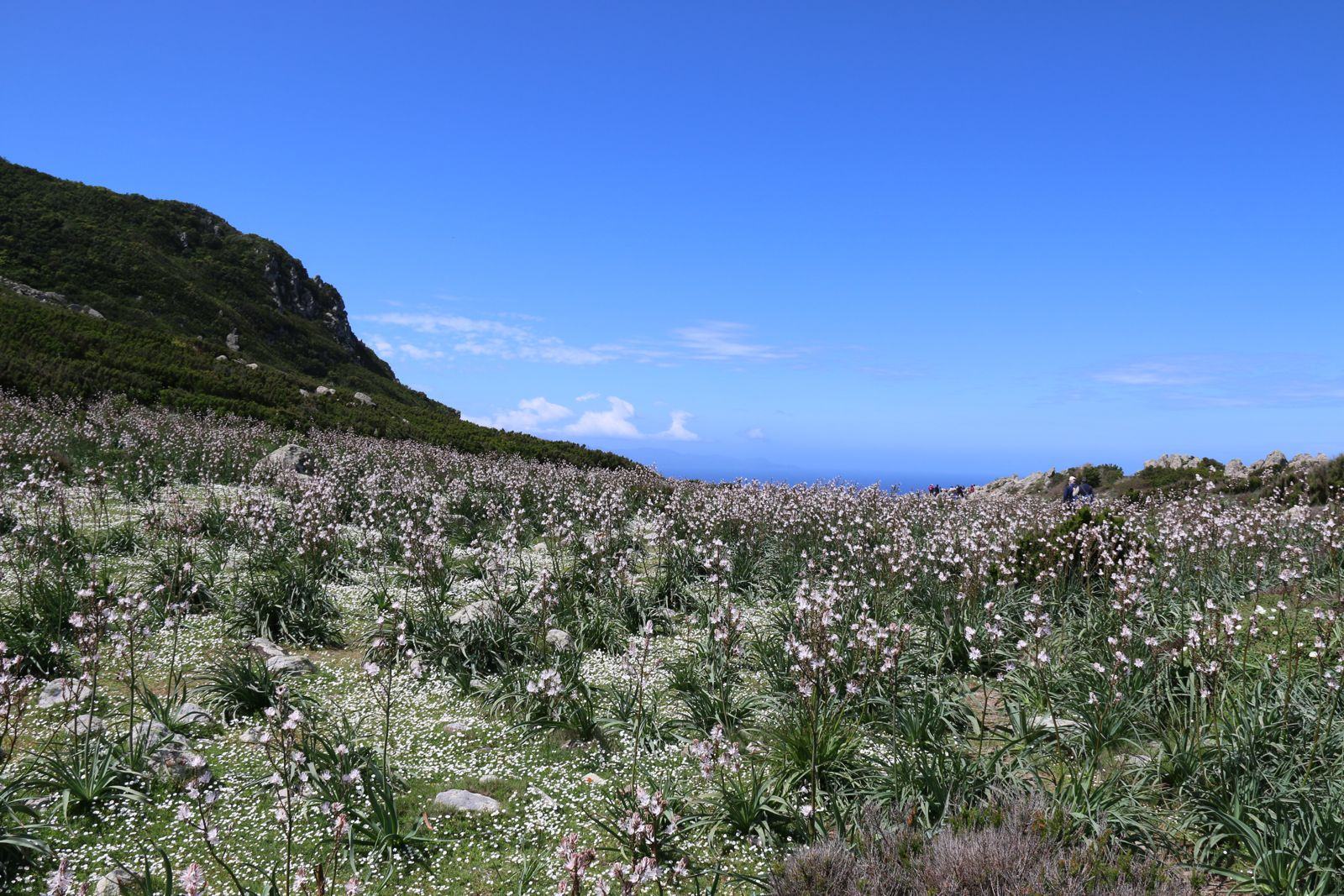 Asfodeli in fiore in primavera